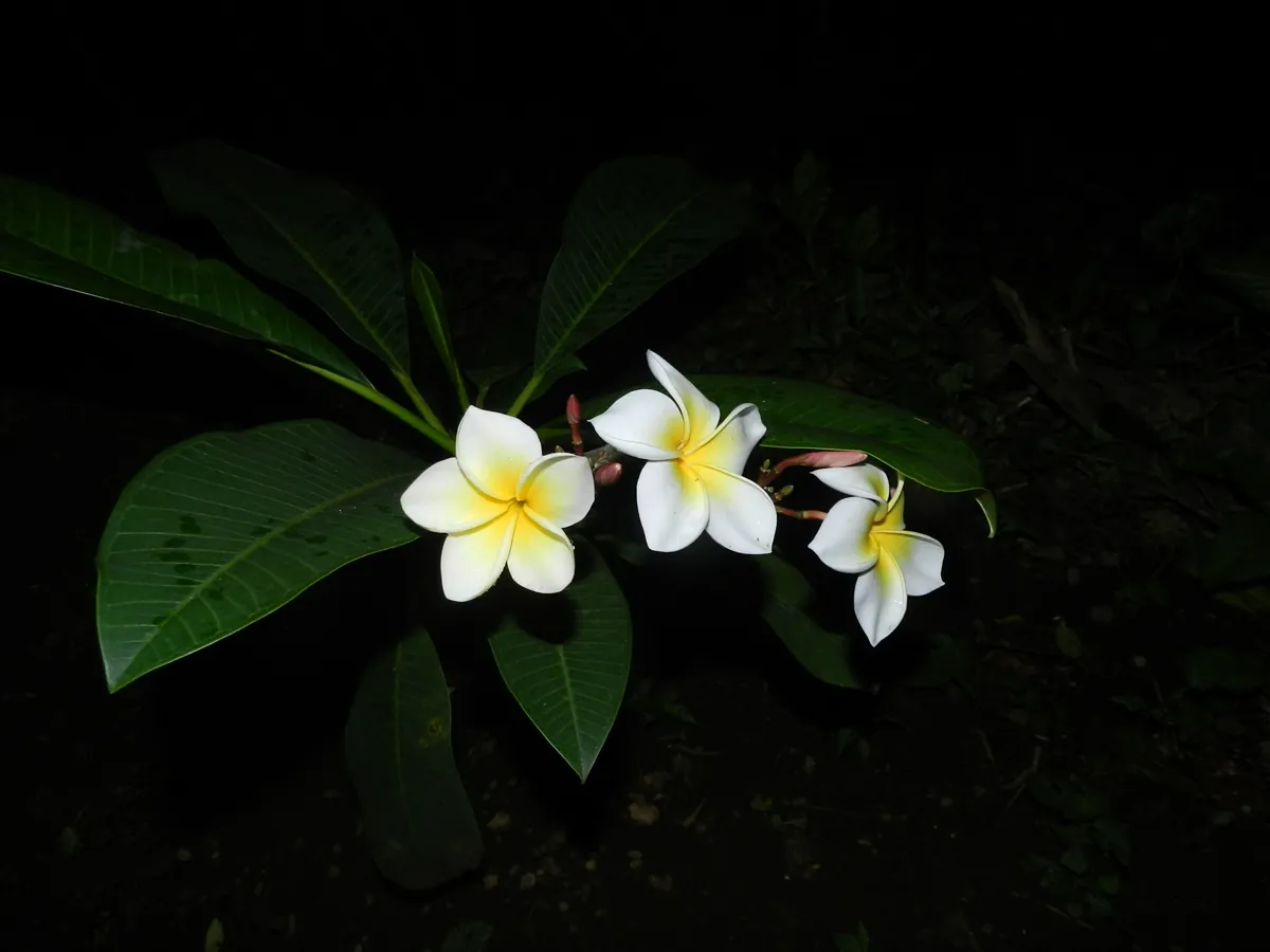 Cream and yellow sacuanjoche flowers